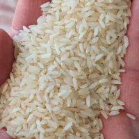 5تا کیسه برنج عنبر با قیمت عالی