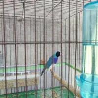 ی جفت فنچ گلدین قیمت ۳۲۰۰|پرنده|لامرد, |دیوار