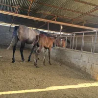 مادیون باکره