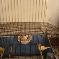 قناری|پرنده|قم, پردیسان|دیوار