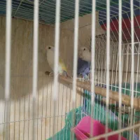 جفت طوطی برزیلی وایت فیس|پرنده|نمین, |دیوار