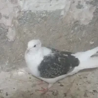 سرخ دمسفید نر ه کاکلی قلدورو دو عدد پشتی کاکلی