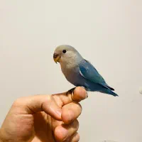 طوطی برزیلی کاملاً دست‌آموز، آموزش‌دیده، بدون ترس