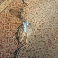 گم شده