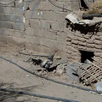 خروس لاری مایل به معاوضه|حیوانات مزرعه|پسکوه, |دیوار