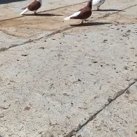 کفتر ساده