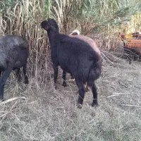 قوچ|حیوانات مزرعه|مزرعه کتول, |دیوار