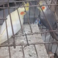 پرنده عروس|پرنده|قم, زاویه|دیوار