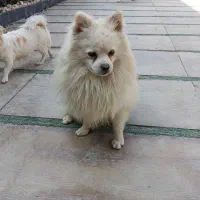 سگ  پامرا  جنسیت نر سایز ۲|سگ|هشتگرد, تهران دشت|دیوار