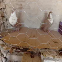 ریش گلاب|پرنده|خاش, |دیوار