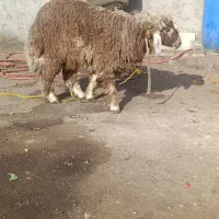 بره قوچ گوسفند مرغ خروس