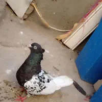 کفتر|پرنده|مشهد, توس فردوسی|دیوار