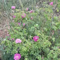 نهال سه ساله گل محمدی