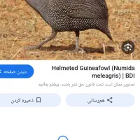 سه عدد مرغ شاخدار سالم