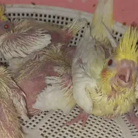 پت شاپ پرندگان ترینو ،جفت مولدوجوجه سری لاکی عروس|پرنده|فسا, |دیوار