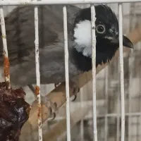 دوعدد پرنده باغی نره 8ماه