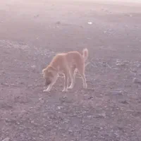 سگ رمگی بسیارهوشیار|سگ|بیرجند, |دیوار