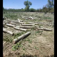 خریدار چوب|خدمات باغبانی و درختکاری|لاران, |دیوار