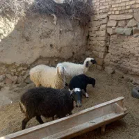 میش وبره|حیوانات مزرعه|بیرجند, |دیوار
