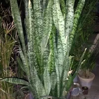 دوعددگلدان نخل مرداب و سانسوریا|گل و گیاه طبیعی|تربتحیدریه, کاشانی|دیوار