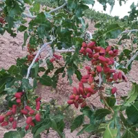 ۷۵۰۰۰ متر زمین کشاورزی و باغ