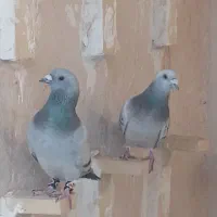 کلاغ بدرنگ نرسوراخ