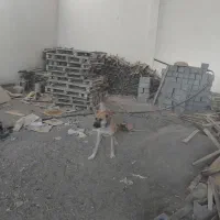 سگ سرابی جوان|سگ|مشهد, پنجتن|دیوار