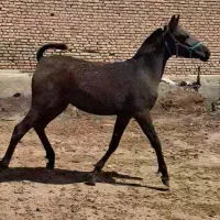 کره مادیان کره دالاهو ایلام۱۸ ماهه