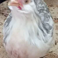 مرغ وخروس گلین طوسی (خروس)|حیوانات مزرعه|اصفهان, سروستان|دیوار