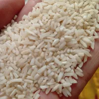 برنج نیم دانه وسر لاشه و صدری هاشمی آستانه اشرفیه