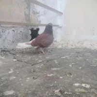 سرخ نر|پرنده|پرند, فاز ۶|دیوار