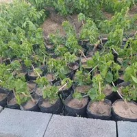 نهال انگور|حراج|تاکستان, |دیوار