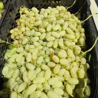 انگور شیره