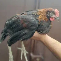 فروش فوری ۷عدد مرغ و۴ عددخروس و ۲ عدد بوقلمون.