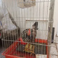 خروس وقفس طوطی