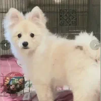 توله سگ پامر