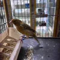 قناری رسمی اورجینال حلقه پا