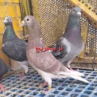 تعدادی کبوتر خوب|پرنده|اهواز, کوی مهدیس|دیوار