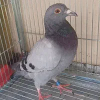 یک عدد پلاکی شکار