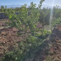 باغ زراعی اربطان مرند|فروش خانه و ویلا|یامچی, |دیوار