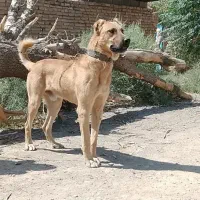 سگ نر سرابی|سگ|کرمان, |دیوار