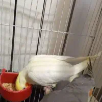 جوجه عروس هلندی دون خور یک ماه و نیم|پرنده|تهران, شکوفه|دیوار