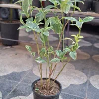 زاموفیلیا ،پسونیا