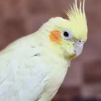 عروس هلندی پاریس گرینچیک مرغ عشق ملنگو|پرنده|شاهین‌شهر, فردوسی|دیوار