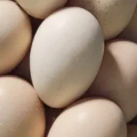 تخم مرغ محلی