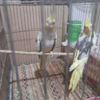 عروس هلندی جفت