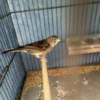 قناری و سهره