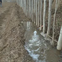 خریدار چوب صنوبر ودرخت میوه ضایعات با قیمت خوب|خدمات باغبانی و درختکاری|دره رود, |دیوار