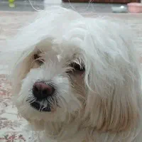 سگ توافقی ولی منصفانه