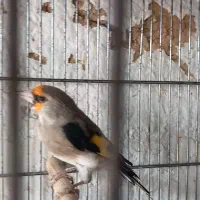 سهره کرمونی نر ب شرط|پرنده|برخوار, |دیوار